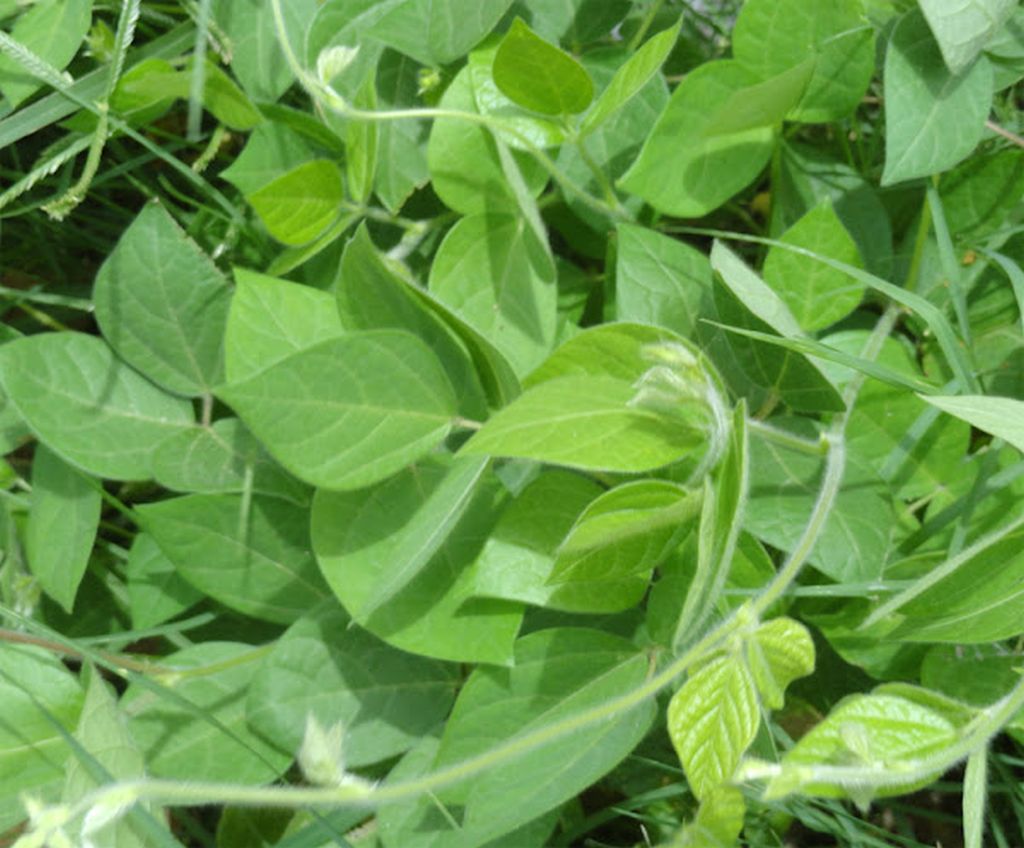 Seed photo